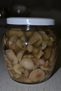 рецепт Маринованные маслята (рецепт Скорпион) рецепт Маринованные маслята (рецепт Скорпион)
